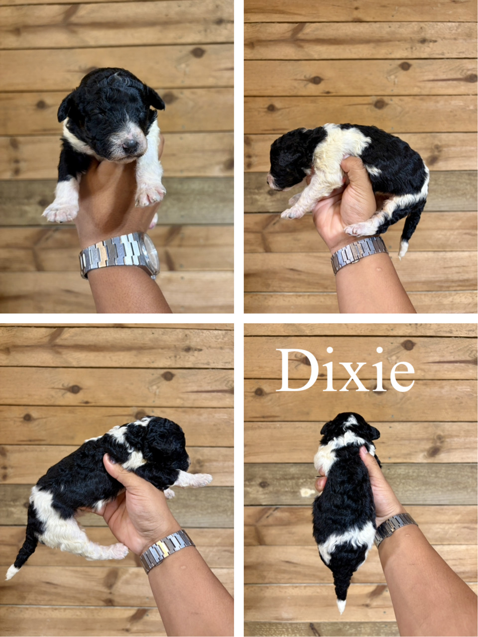 Dixie  1